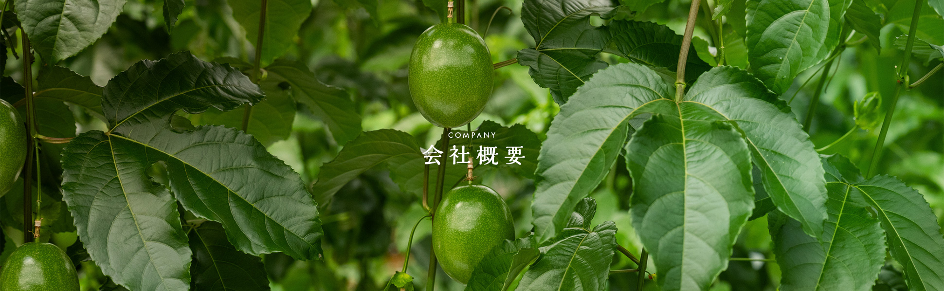 会社概要